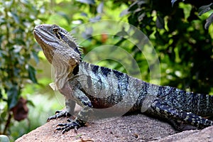 Australian Water Dragon