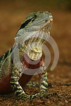 Australian Water Dragon