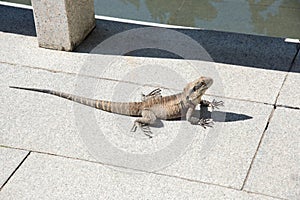 Australian Water Dragon