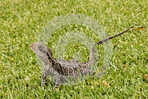 Australian water dragon basking on grass