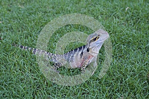 Australian water dragon on green grass