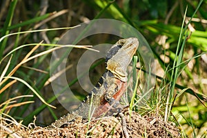 Australian water dragon (Intellagama lesueurii) Australian lizard sits in the grass, animal in the natural environment
