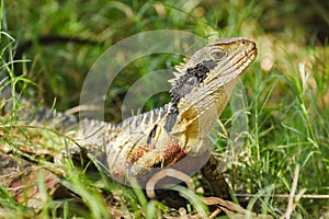 Australian water dragon (Intellagama lesueurii) Australian lizard sits in the grass, animal in the natural environment