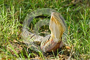 Australian water dragon (Intellagama lesueurii) Australian lizard sits in the grass, animal in the natural environment