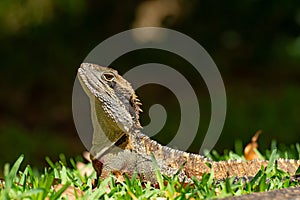 Australian water dragon (Intellagama lesueurii) Australian lizard sits in the grass, animal in the natural environment