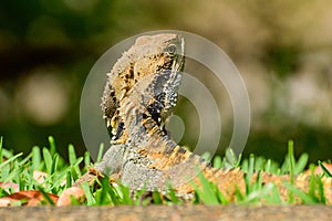 Australian water dragon (Intellagama lesueurii) Australian lizard sits in the grass, animal in the natural environment