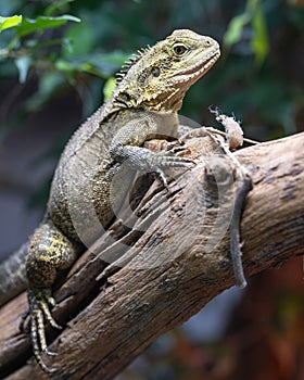 Australian water dragon, Intellagama lesueurii howittii