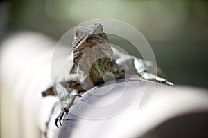 Australian Water Dragon Lizard