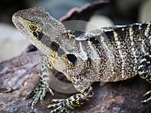 Australian Water Dragon Lizard Sunning on Rock