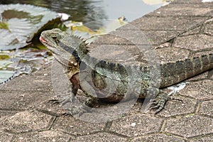 Australian water dragon, Physignathus