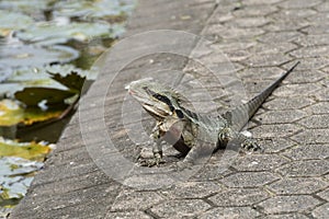 Australian water dragon, or Physignathus