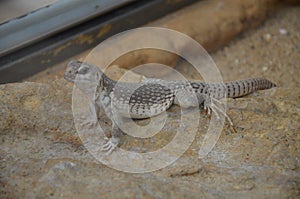 Australian water dragon, Physignathus lesueurii