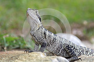 Australian water dragon (Physignathus lesueurii)