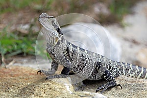 Australian water dragon (Physignathus lesueurii)