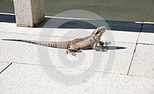 Australian Water Dragon in Profile