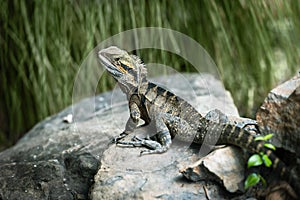 Australian Water Dragon on a rock