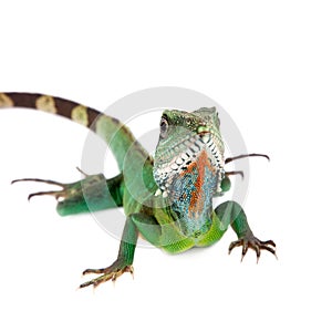 The Australian water dragon on white background