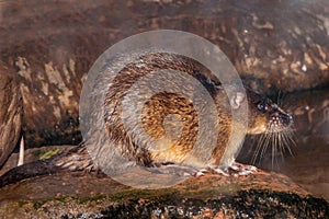 Australian Water Rat