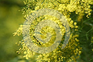 Australian Wattle