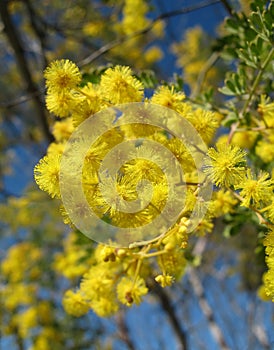 Australian Wattle