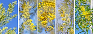 Australian Wattle Banner photo