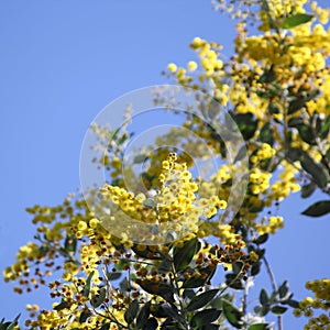 Australian Wattle in Bloom 2