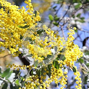 Australian Wattle in Bloom 3