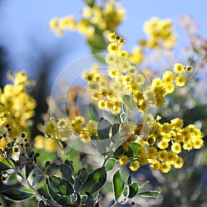 Australian Wattle in Bloom 1