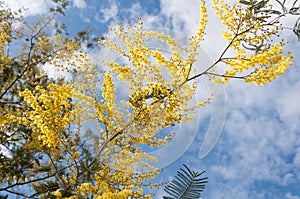 Australian wattle in bloom with a blue sky behind.