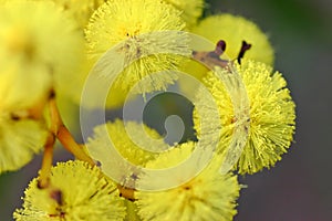 Australian Wattle Flower