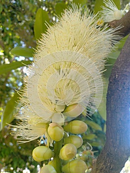 Australian Wattle flower in Bloom