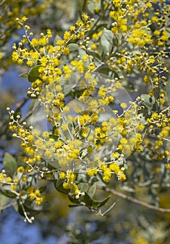 Australian Wattle Flowers
