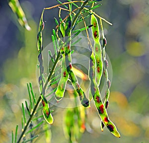 Australian Wattle seed pods