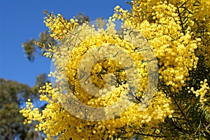 Australian wattle in spring with yellow flowering bloom