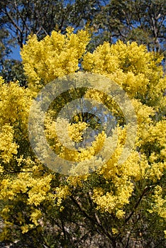 Australian wattle in spring with yellow flowering bloom