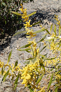 Australian wattle in spring with yellow flowering bloom on rock