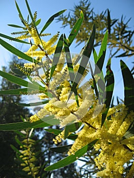 Australian Wattle Tree in Bloom