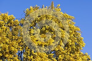 Australian Wattle Tree in flower