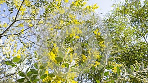 Australian wattle tree, Silver Wattle, with yellow flowers