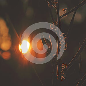 Australian wattle in woodland at sunset