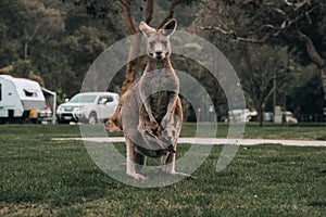 Australian western grey kangaroo with baby joey in pouch, new south wales, australia