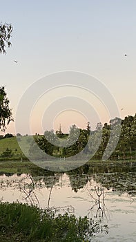 Australian Wetlands Scenery - Cattle Egret in Minden