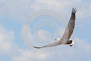 Australian White bellied sea eagle in full flight