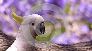 Australian white cockatoo in a jacaranda tree