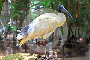 Australian white ibis