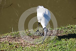 Australian white ibis