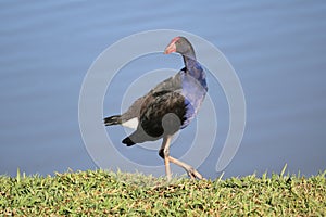 Australian white ibis