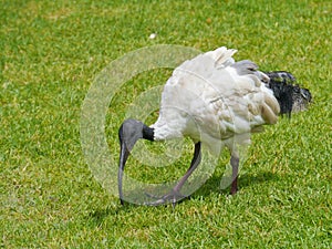 Australian White Ibis