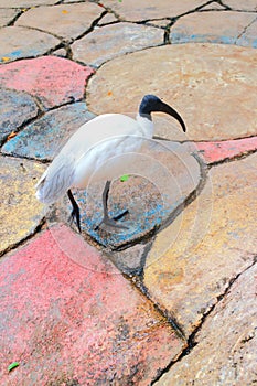 Australian white ibis