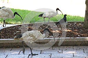 Australian White Ibis